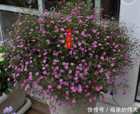  『植物』“满天星”按此方法养，1年开花300天，开出一条“巨型银河”