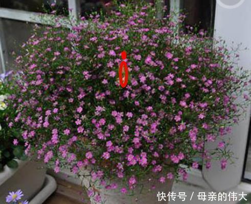 『植物』“满天星”按此方法养,1年开花300天,开出一条“巨型银河”
