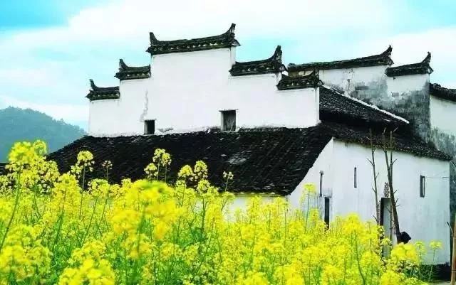 中国最美的油菜花海,油菜花逐渐“染黄”了神州大地