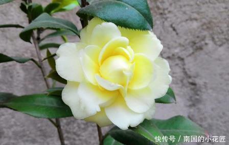  [养花]新手养花，不如养盆花中精品“彩虹玫瑰”，娇艳如彩虹，难得一见