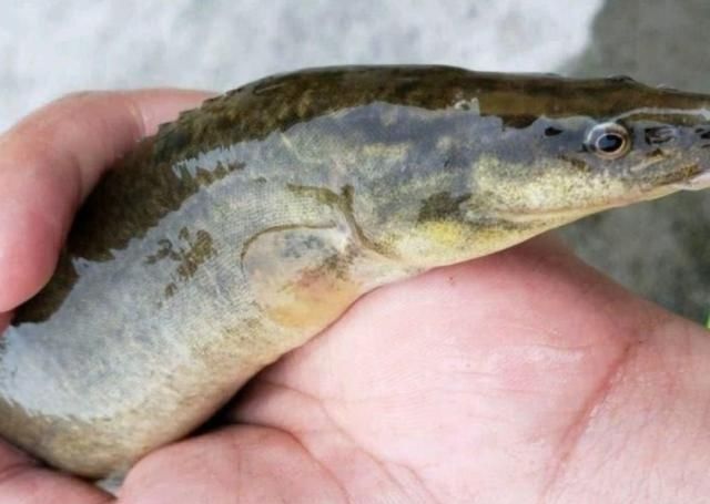  水质：70元一斤的刀鳅鱼，价格如此高，为什么很少人养殖呢