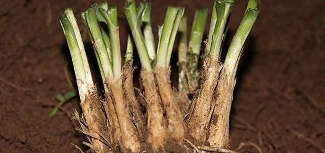 韭菜生长:阳台盆栽上这4种蔬菜,一茬一茬吃不完,一年四季都有的吃!