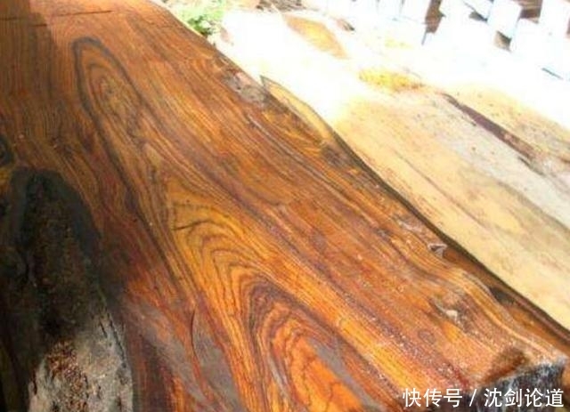  [树木]农村一种古老的树，农民不知道珍惜当柴烧，须不知全身上