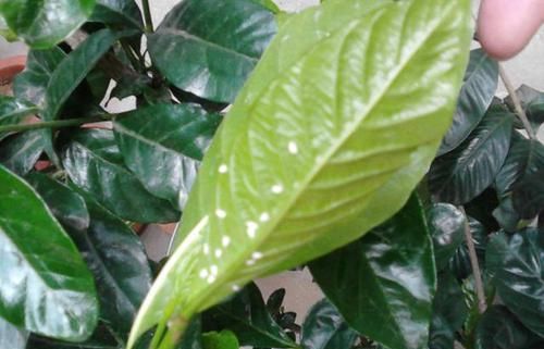  辣椒水：栀子花招虫了？喷点这个水，虫子死光光，花越长越旺