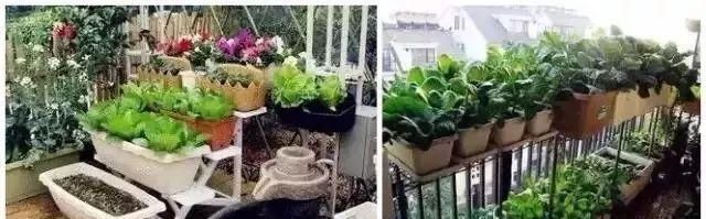  #吃不完#阳台这样种菜, 一年到头摘个不停, 吃不完还能送人!