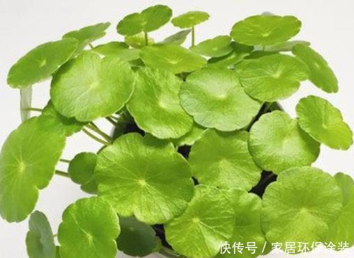 「巴掌」盆栽铜钱草不爆盆?学会4种养护方式,能长出巴掌大的叶片!