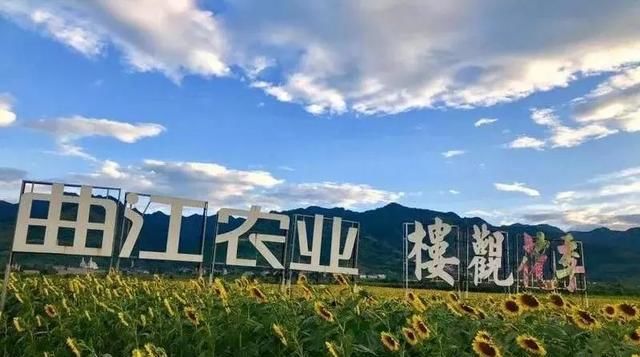 黄金九月楼观的花海开啦！赏花海、品花宴，全都不能错过！