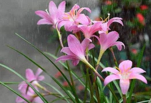  『邻居』这4种花卉，花期长花量大，养在阳台美如铃铛，邻居看了羡慕不已