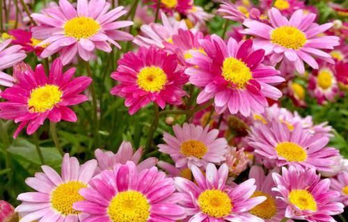  [玛格丽特]喜欢菊花，首选“菊中精品”日本飞舞，似佳人飞舞，美丽妖娆！