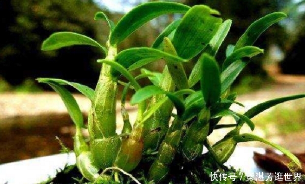  石斛|这野草名叫石斛，生长在石缝上，过去农民不重视，如今一株