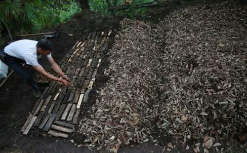 大熊猫基地四川广元，看农民们是如何种植野生药材的