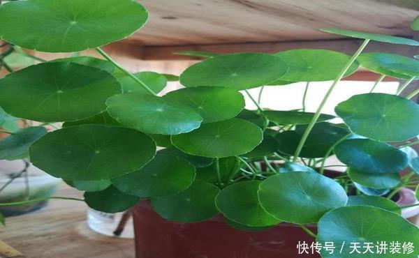 「疏松」养铜钱草容易爆盆,有的人却养得疏松零星,原来缺少了这种方法!