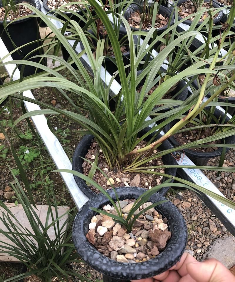  『越养越』春兰和蕙兰发新芽越养越短是怎么回事