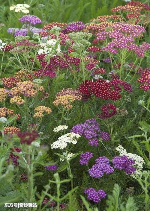 每天识一味中药--蓍实