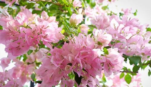  「生病」三角梅开花以后，花瓣边缘发白是生病了吗？晒太阳姿势不对是首因