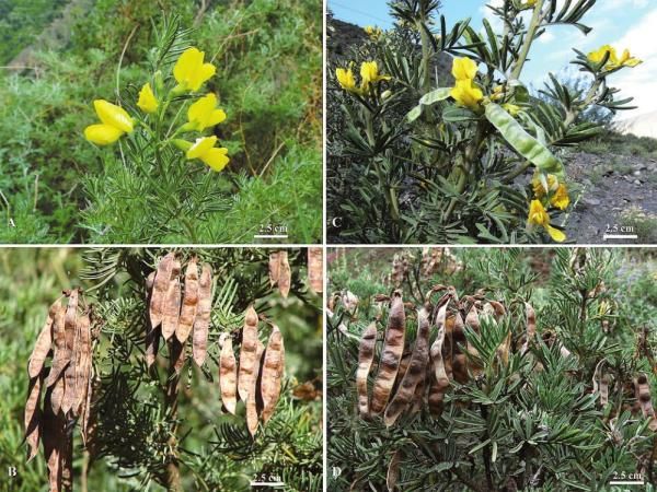  「大熊猫」植物界的“大熊猫”你见过吗？这两天在新龙开花了