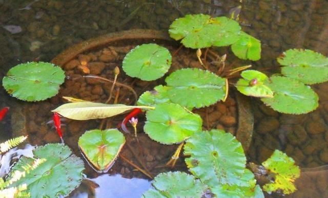  「的的」出淤泥而不染的的莲花，是佛教“五树六花”之一，被称为“圣花”