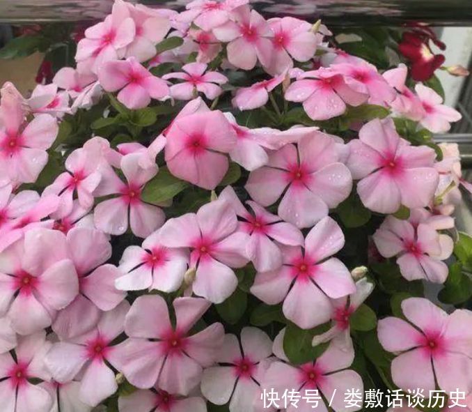  随便■春天“4种花”随便养，长得快开花多，阳台养成“小花园”！