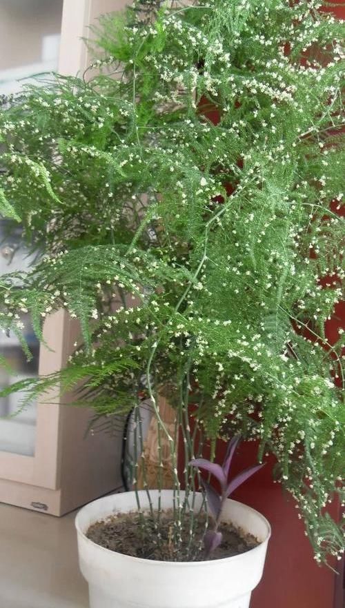  #不好#文竹开花是大凶？完全是“扯蛋”，满足3个小要求，白花开满盆