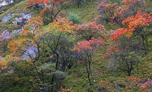 漫山红叶 美了老君山 醉了秋