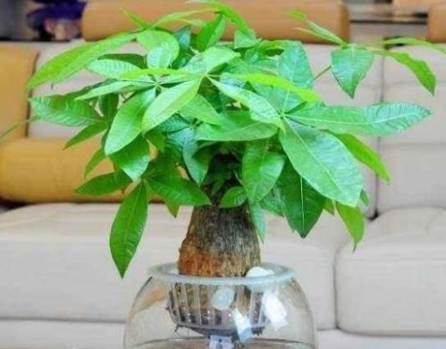  通知：下了“病危通知”的这4种绿植，水培养护加点东西，黄叶都没了