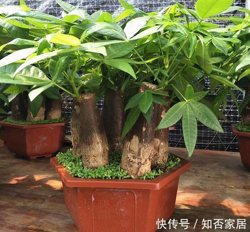  「种植」花卉种植技术：种植发财树如何浇水才正确，往哪浇水怎么浇水法？