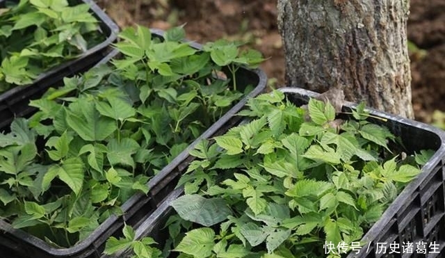  [树木]与紫檀同等价值的树木，木质密集有香味，却经常被农民当