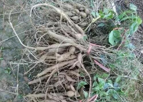  [根茎非常]大山里，1种野草奇特，植株根茎“1米长”，人称“牛大力”，珍贵