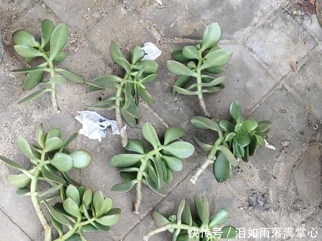  年满@他家的玉树年年满树“开花”，其实秘诀只有3个，学会了你也可以！