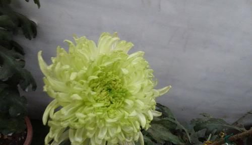  「碧绿」喜欢菊花，首选“五大名菊”绿牡丹，花开碧绿如玉，光彩夺目