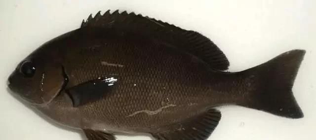  「东山叫红」46种海钓常见的鲷类鱼，最后一种高价的鱼原来也是鲷鱼，才知道
