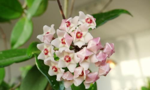  「花开满」养花选它，比绿萝还好养，丢土里就能活，花开满阳台！