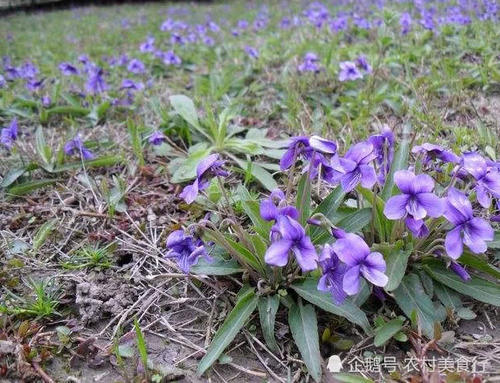 这种野花全身是宝，过去被农民忽略，如今很珍贵，见到请珍惜