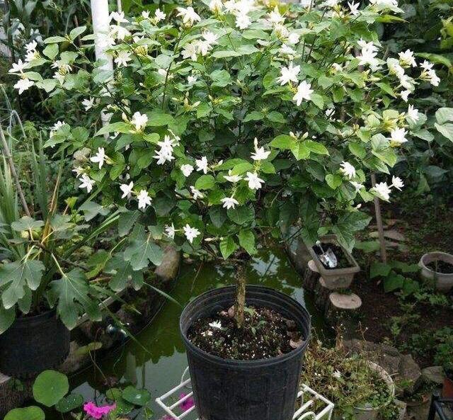 生长旺盛:阳台养花,做到这“3点”,枝繁叶茂,花开满枝,美不胜收