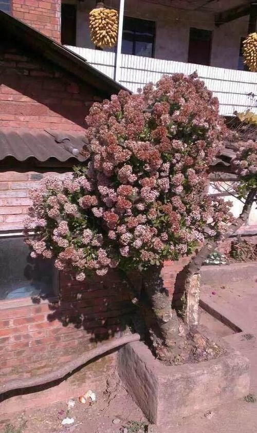  放在散射光好的地方■养了20年的玉树，杆子比大腿还粗，满树白花跟下雪了一样