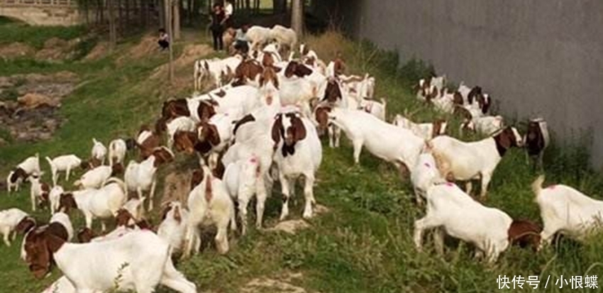  [点名]农村禁养出台，这3类已被点名列入禁养名单，农民别抱侥幸