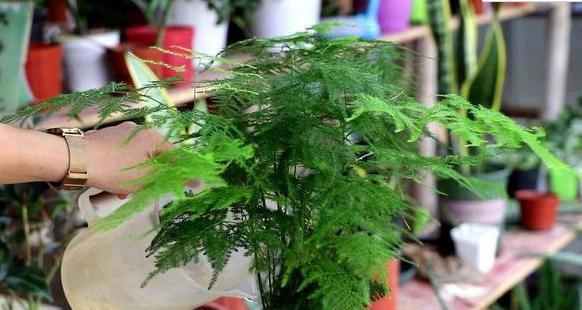  扦插■5种“生根水”，家家都有，不花1分钱，扦插花卉“7天”生白根