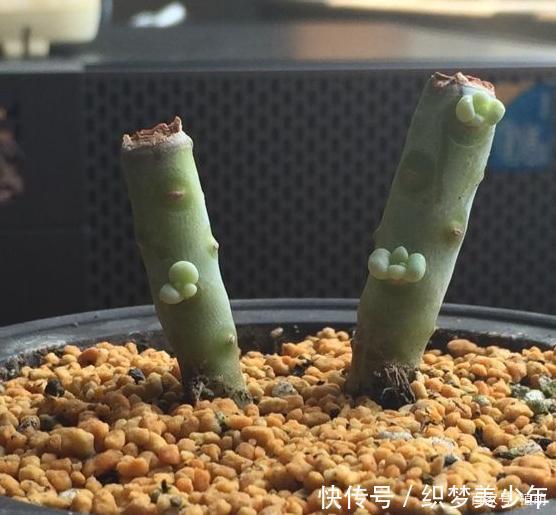 「桃美」桃美人不爆侧芽,砍头时多做一步,一个月侧芽不断冒出