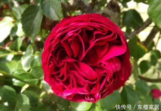 「开花」3种花适合养在客厅,四季开花招财纳福,颜色鲜艳招人喜欢,好养