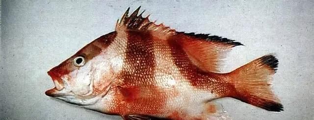  「东山叫红」46种海钓常见的鲷类鱼，最后一种高价的鱼原来也是鲷鱼，才知道