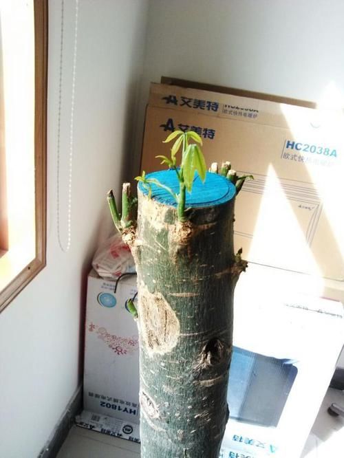  『绿萝』绿萝、发财树蔫了？别浇水，浇一盆死一盆，要这样救治