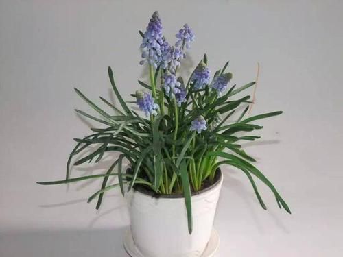  「光照」埋土里就能开花的球根花卉