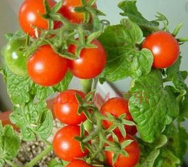  『时间表』阳台养花不如养蔬菜，这50多种蔬菜“种植时间表”，赶紧学一学！