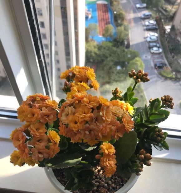  【长寿花的花】长寿花开败了，剪剪枝，晒足太阳，喂点“薄肥”，还能接着开