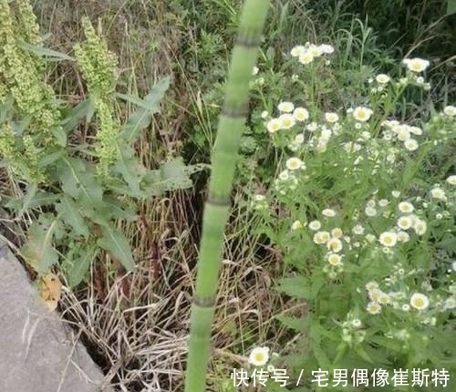 观赏价值|在农田,1种“杂草”不起眼,被称为“木贼草”,1斤卖到“5元”