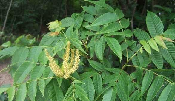  [全身]这植物，人称“化香树”，全身都是宝，却被当柴火烧，遇