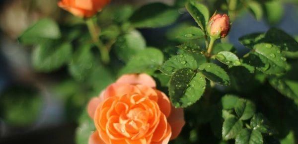  『果汁阳台』喜欢菊花，不如养盆红飞翠舞，花开如燕舞莺歌，开花不停，美极了