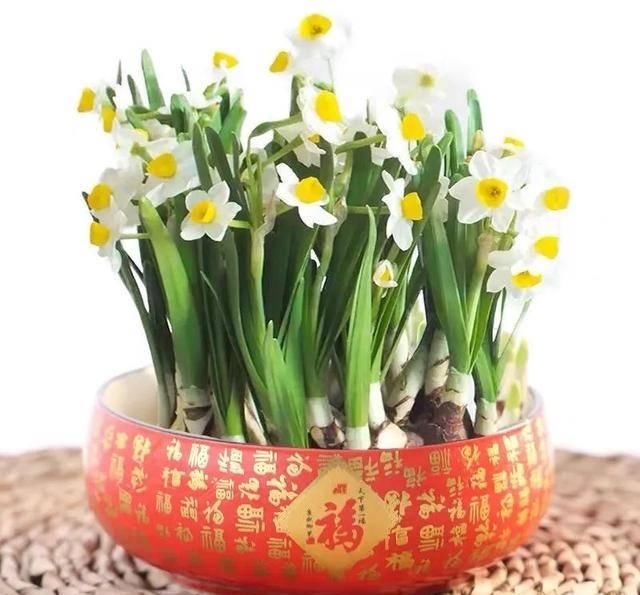  『转运』这六种“转运花”漂亮又喜庆，家里养一盆，越养越旺家，你家有吗