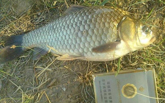 结论■这些争议钓鱼圈子一直都存在,但是一直都没有结论