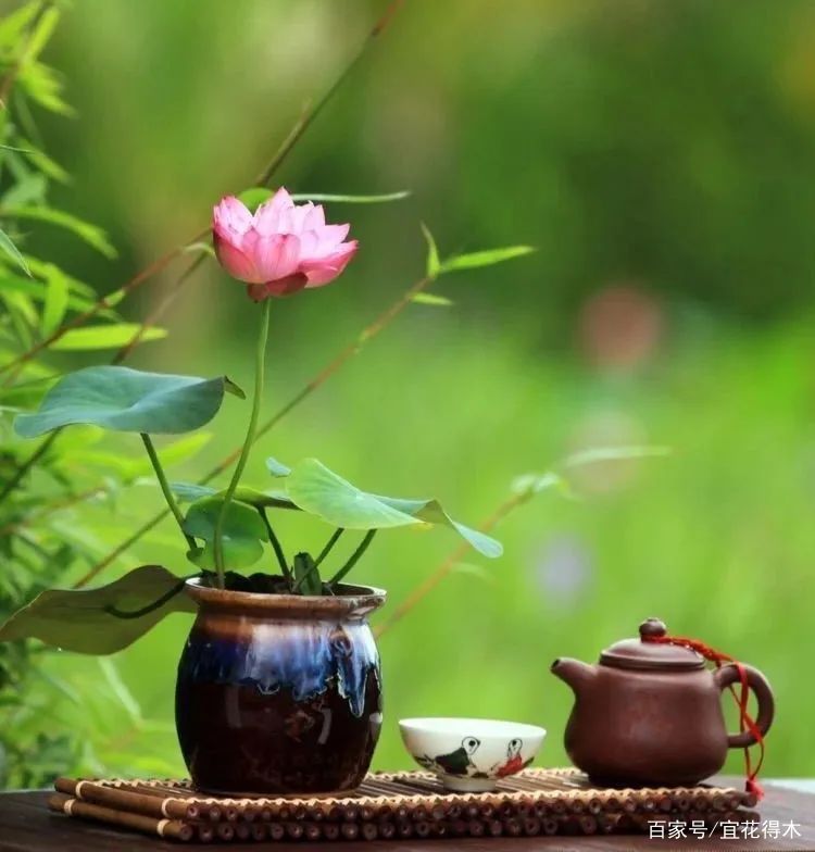  【何在】碗莲为何不开花？原因何在？如何选购和栽培？